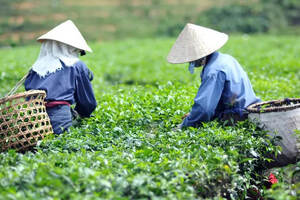 台地茶就是垃圾茶？