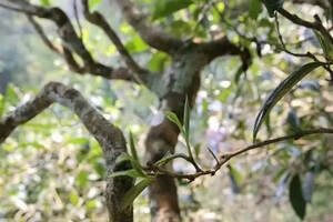 为何古树茶普洱茶那么贵？树龄是关键