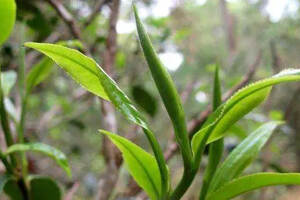 小树茶比古树茶发芽要早？原因何在？