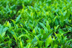 茶叶采制是有季节性的，那么春、夏、秋三季茶有什么区别呢？