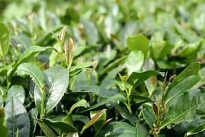 喝什么茶可以通便排毒减肥？最优选择并不是绿茶！