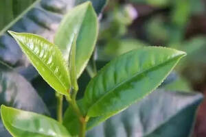 普洱茶杀青与茶叶品质的关系