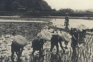 100多年前日本农村生活劳动老照片，收割水稻，养蚕织布种茶