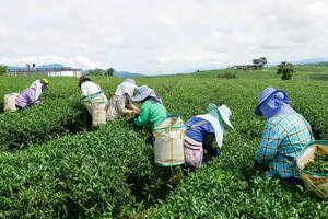 疫情防控与春茶生产，请看这10个问题和应对措施建议