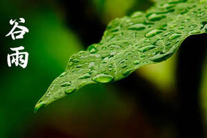 得雨活茶