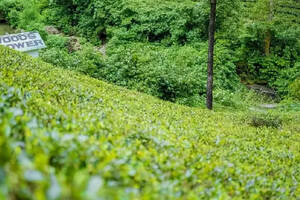 溯源 | 千年武当道茶文化