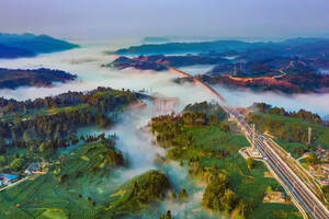 名山：云雾为伴采春茶，超多美图太惊艳