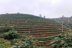 四川省精制川茶产业培育现场会将于1月10日在宜宾召开