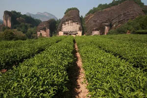 如何正确认识岩茶山场？