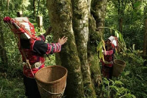 茶山介绍：西双版纳古六大新六大茶山茶区大全