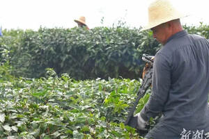 发展茶叶种植助力乡村振兴