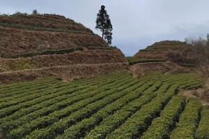 春节，让我们一起走进“湖南红茶”之源