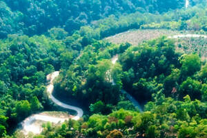 大漆树：与易武七村八寨的麻黑同村，和落水洞紧邻，口感竟大不同