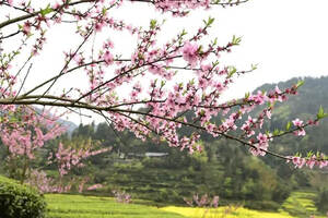 阳春三月，春光浪漫，你的喝茶清单准备好了吗？