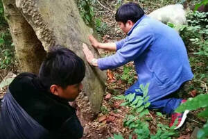 曾经繁华——革登古茶山