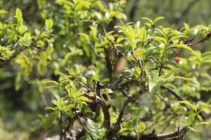 普洱茶里都有哪些“宝贝”呢？