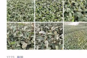 新型冠状病毒肺炎疫情对中国茶产业的影响有多大
