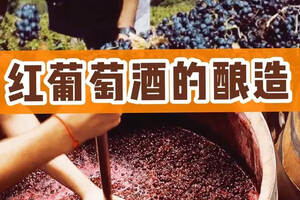 红葡萄酒的一般酿造过程