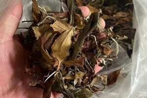 2020年帕沙古树白茶。茶农一手货源，甜蜜香高。普