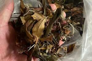 2020年帕沙古树白茶。茶农一手货源，入口即甜，无苦