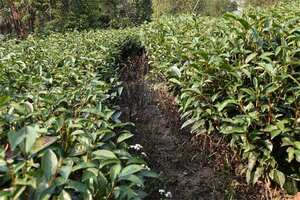 茶叶生产应对台风暴雨洪涝防灾减灾技术意见