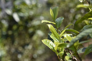 茶叶种植怎么施叶面肥好？（茶叶施叶面肥好吗）