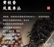 凤凰单丛最好的几个品种茶