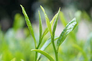 春茶好还是秋茶好_春茶和秋茶哪一个好