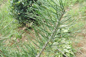 松针茶是什么品种松树_松针茶用的什么松树？