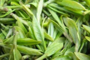 绿茶有哪些品种排名