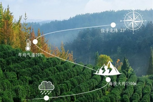 凤凰单丛系列：为什么好茶都来自于高山？