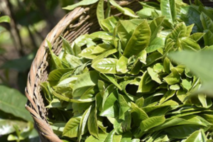全国十大春茶都在哪些地方全国十大春茶品种品种