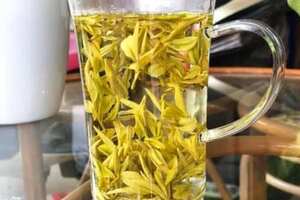 黄金叶茶叶的生长周期