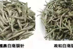 福鼎白茶和政和白茶有什么区别？