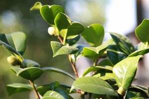 茶树种子几月播种最好？茶树什么时候种植最好