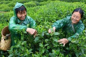 太平猴魁是啥茶（太平猴魁属于什么茶类）