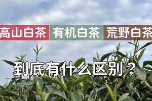 白茶种类太多记不住，高山茶、有机茶、荒野茶，到底哪里不同？