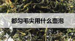 都匀毛尖用什么壶泡？（都匀毛尖茶用什么来泡）