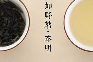 真如野茗.本明茶