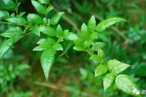 藤茶的化学成分研究现状