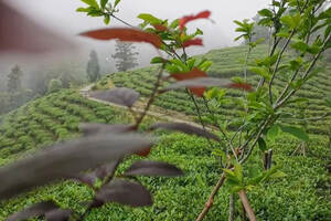 中国茶行业发展黄金时代（中国茶行业发展现状）
