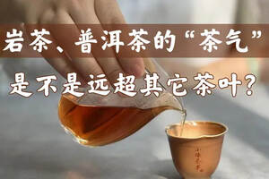 绿茶清新、红茶香甜、白茶爽口，但论茶气，还得看岩茶、普洱茶？