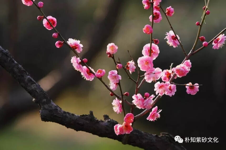 时大彬的梅花三式，难得一见