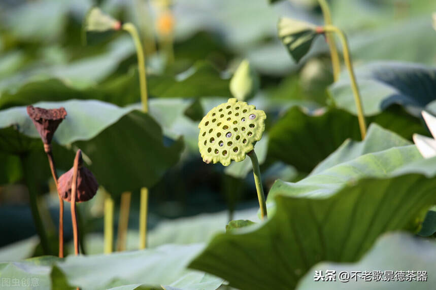 莲花早在青铜器上就出现了，为什么有人却说莲纹是佛教纹饰呢？