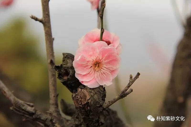 时大彬的梅花三式，难得一见