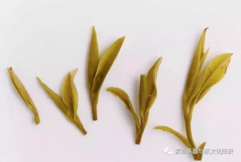 泡完的茶叶不要丢，仔细看能看出茶叶好坏