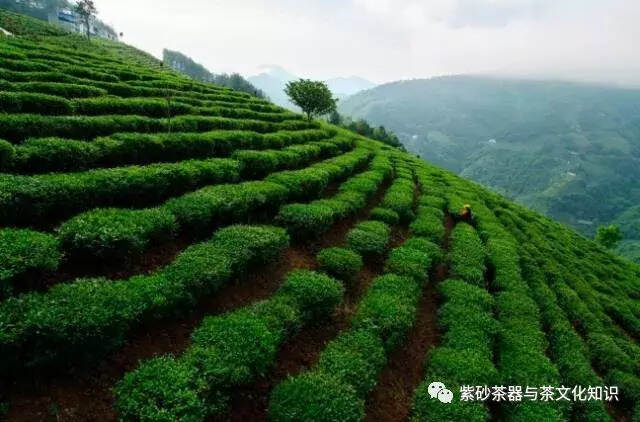 对茶一窍不通，应该从何开始？