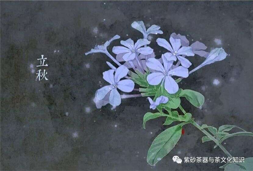 不时不饮，时令茶里的讲究