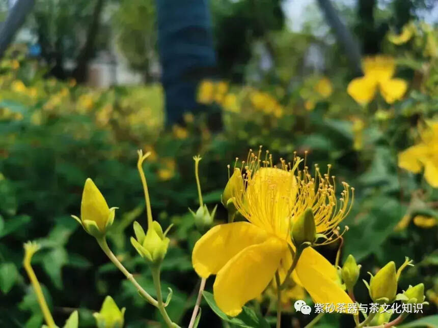 王蒙 | 别让手机肤浅的浏览毁了深度的阅读