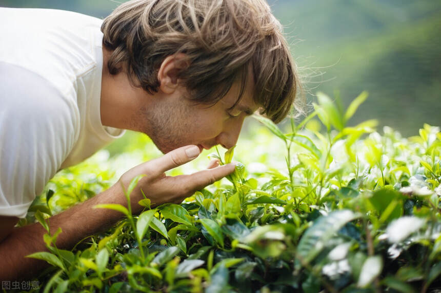 「科普茶知识」手把手教你如何区分好茶叶和坏茶叶吗？